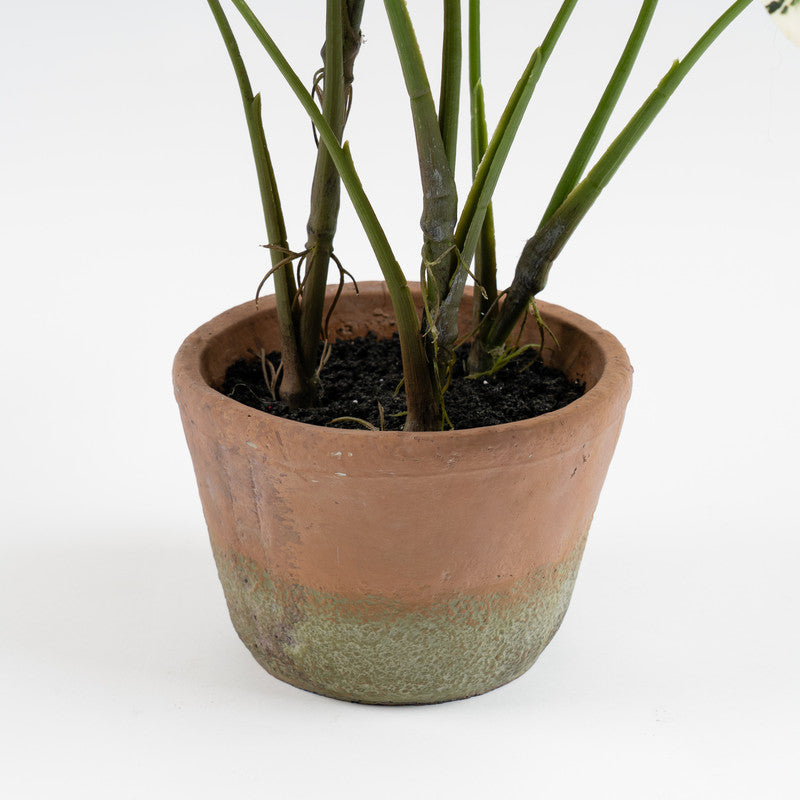 59cm Real Touch Alocasia Plant